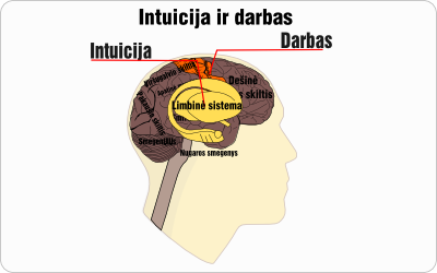 intuicija darbas wire
