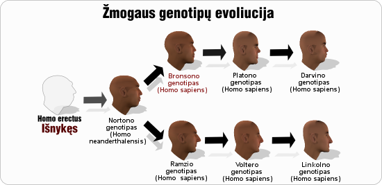 bronsonas bronsono genotipu evoliucija