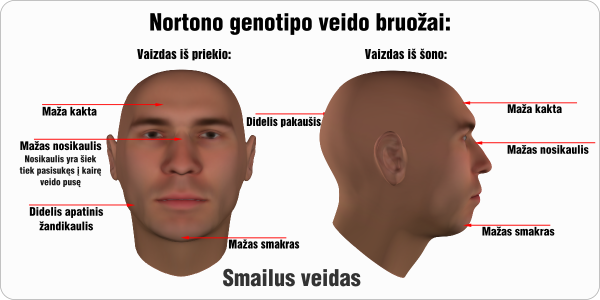 nortonas nortono genotipo veido bruozai