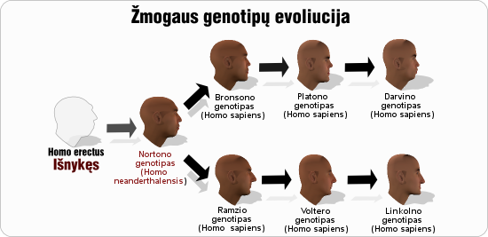 nortonas nortono genotipu evoliucija1