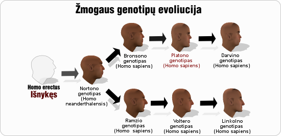 platonas platono genotipu evoliucija