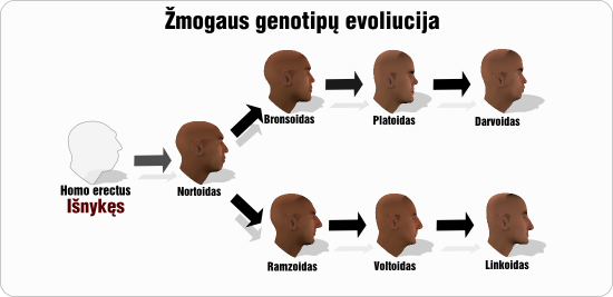 zmogaus genotipu evoliucija