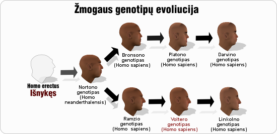 volteras voltero genotipu evoliucija