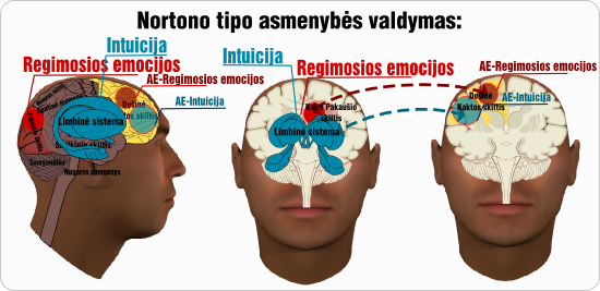 Nortono asmenybes valdymas