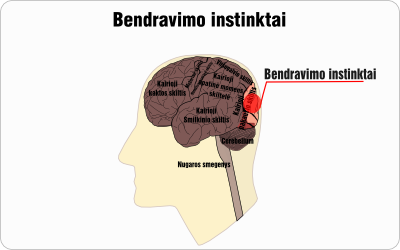 bendravimo instinktai wire