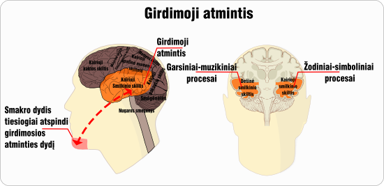 girdimoji atmintis schema.svg