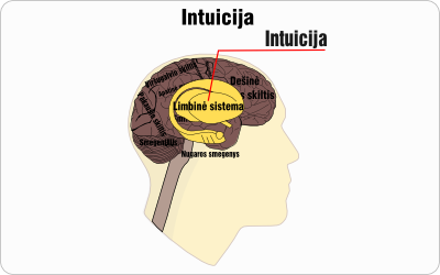 intuicija wire