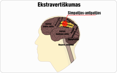 simpatijos antipatijos ekstravertiskumas wire