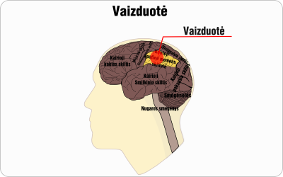 vaizduote wire