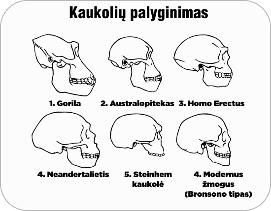 kaukoliu palyginimas