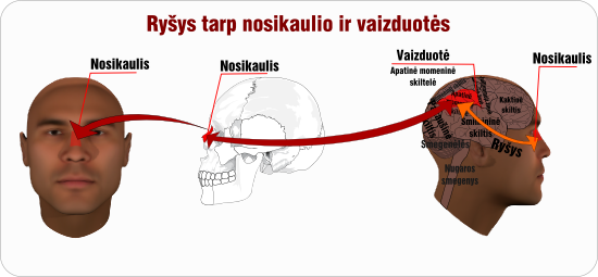 nosikaulis momenine skiltele