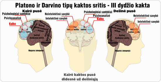 platono-darvino kakta