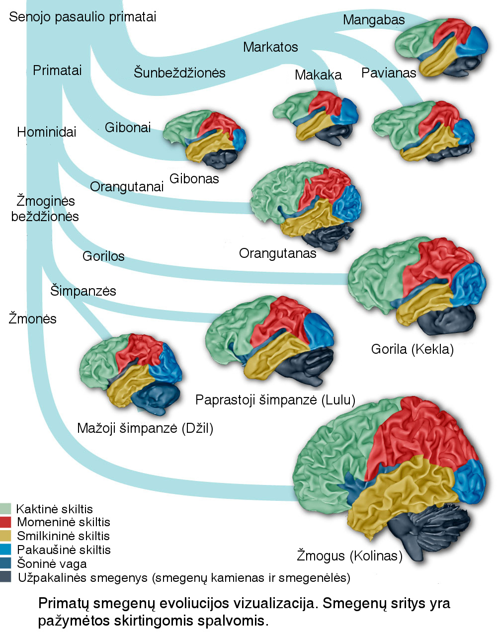 primatu smegenu evoliucija