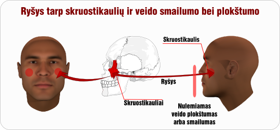 skruostikaulis plokstumas smailumas rysys