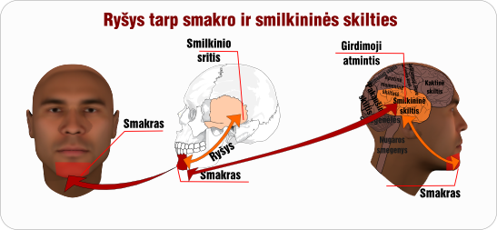 smakras smilkinine skiltis rysys