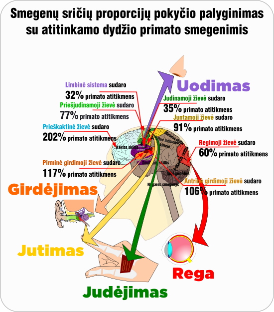 smegenu zonu palyginimas