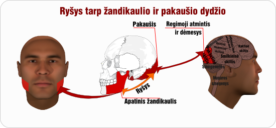 zandikaulis pakausis rysys