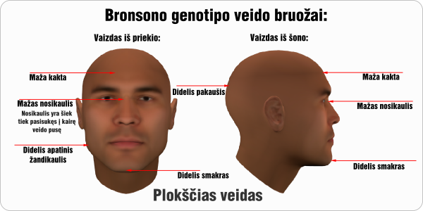 bronsono genotipo veido bruozai