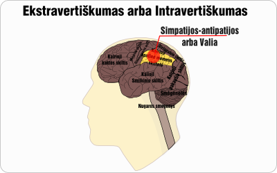 ekstravertiskumas intravertiskumas schema