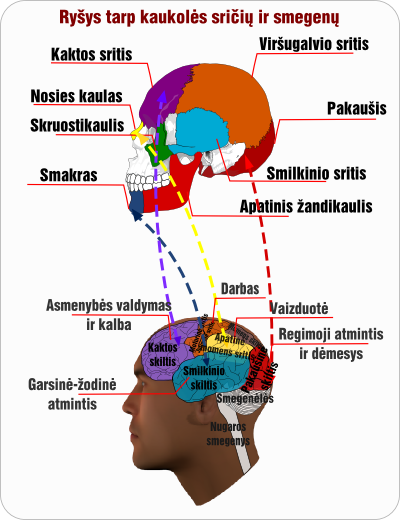 smegenys kaukole rysys