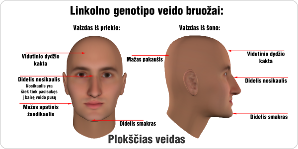 linkolnas linkolno genotipo veido bruozai