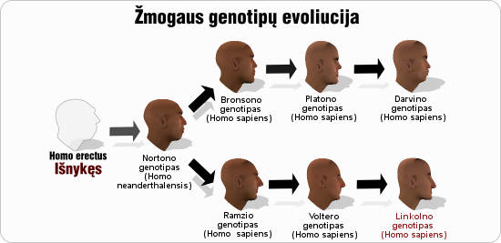 linkolnas linkolno genotipu evoliucija