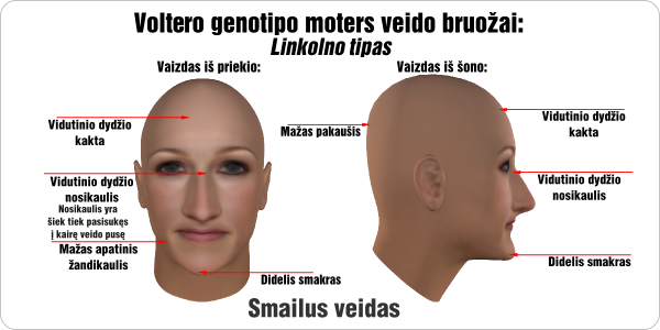 linkolnas voltero genotipo veido bruozai