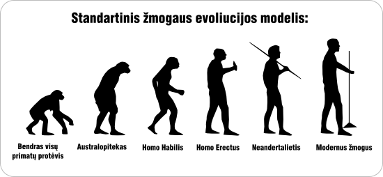standartinis evoliucijos modelis