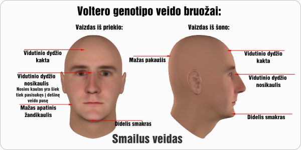 volteras voltero veido bruozai