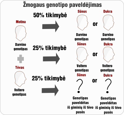 zmogaus genotipo paveldejimas